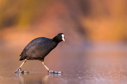 Eurasian Coot (Fulica atra) walking on frozen water, Rhineland-Palatinate, Germany