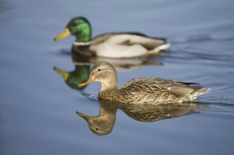 Mallard (Anas platyrhynchos), Lower Saxony, Germany