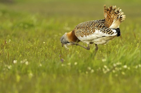 Great Bustard (Otis tarda) male, Castile-La Mancha, Spain