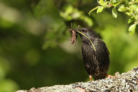Common Starling (Sturnus vulgaris), with feed in beak, Lower Saxony, Germany