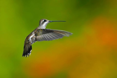 Plain-capped Starthroat (Heliomaster constantii pinicola) flying, Jalisco, Mexico