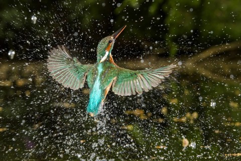 Common Kingfisher (Alcedo atthis) female fishing, Lower Saxony, Germany