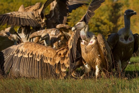 Griffon Vulture (Gyps fulvus), group on field, Castilla Leon, Spain