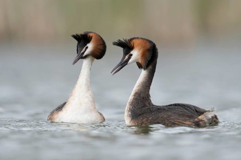 Great Crested Grebe (Podiceps cristatus) pair displaying, North Rhine-Westphalia, Germany
