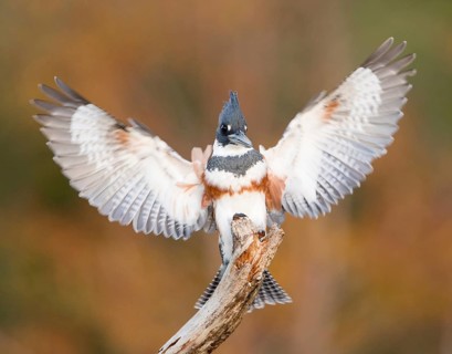 Belted Kingfisher (Megaceryle alcyon) female perched on a branch, Florida, USA