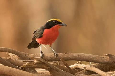 Yellow-crowned Gonolek (Laniarius barbarus), Gambia