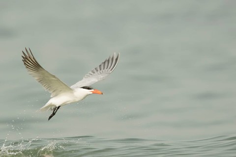 Caspian Tern (Hydroprogne caspia) flying, Gambia