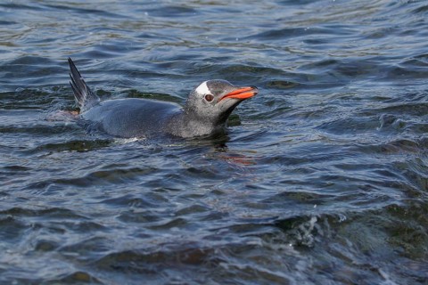 Gentoo Penguin (Pygoscelis papua) swimming in the ocean near South Georgia Island