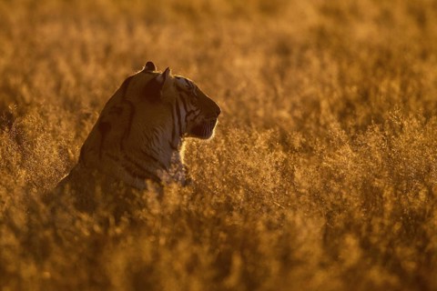 Bengal Tiger (Panthera tigris) male portrait in sunset, captive, Philippolis, South Africa