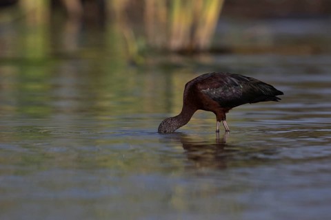Glossy Ibis (Plegadis falcinellus) foraging in shallow water, Nechisar National Park, Ethiopia