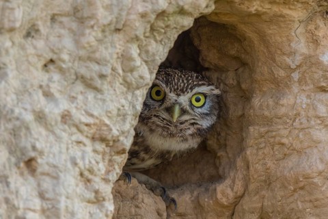 Little Owl (Athene noctua) peering out from nest hole, Spain
