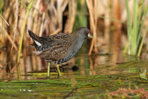 Australian Crake (Porzana fluminea) foraging, Victoria, Australia