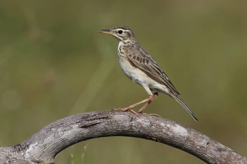 Paddyfield Pipit (Anthus rufulus), Penang, Malaysia
