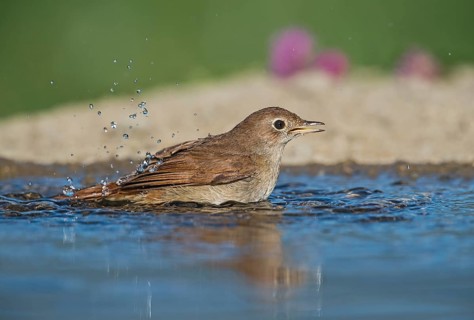 Common Nightingale (Luscinia megarhynchos) bathing, Aosta Valley, Italy