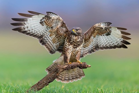 Mäusebussard, Common Buzzard, Buzzard, Eurasian Buzzard, Buteo buteo, Buse variable, Busardo