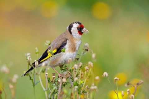 Stieglitz, Distelfink, Eurasian Goldfinch, Goldfinch, European Goldfinch, Carduelis carduelis,