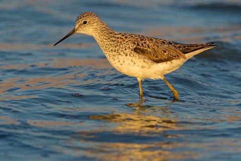 Teichwasserläufer, Marsh Sandpiper, Tringa stagnatilis, Chevalier stagnatile, Archibebe Fino