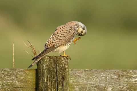 Torenvalk krabt zijn hoofd; Common Kestrel scratch his head;