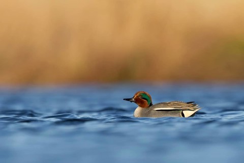 Wintertaling, Eurasian teal, Anas crecca