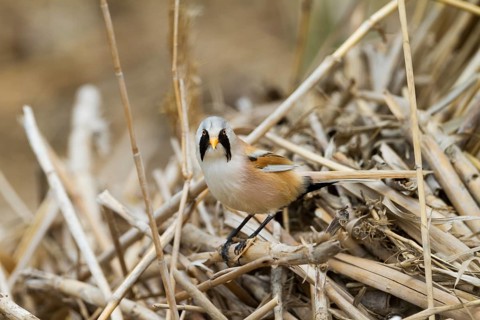 Bearded Reedling - Bartmeise - Panurus biarmicus ssp. russicus, Kazakhstan, adult male