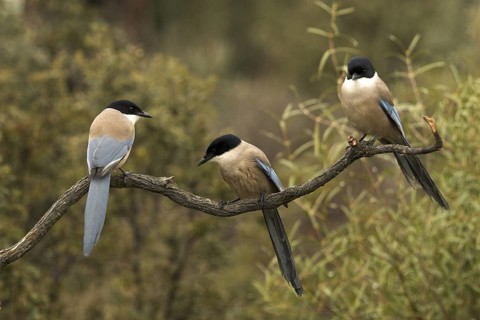 Iberian Magpie (Cyanopica cooki), Castile-La Mancha, Spain