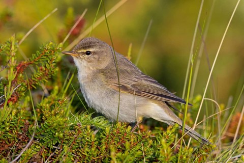 Fitis, Willow Warbler, Phylloscopus trochilus, Pouillot fitis, Mosquitero Musical