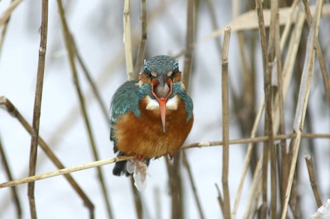 Common Kingfisher (Alcedo atthis) female perched in reedbed, regurgitating pellet,