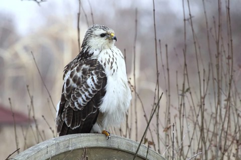 Common Buzzard (Buteo buteo) perched on a wooden partition wall in garden, Mecklenburg-Western