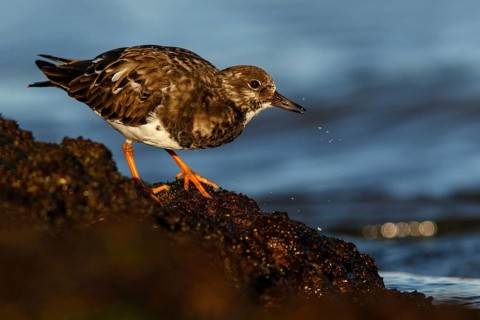Ruddy Turnstone (Arenaria interpres) feeding amongst the rocks, Asturias, Spain