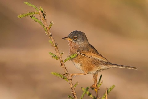 Tristrams Warbler - Atlasgrasmücke - Sylvia deserticola, Morocco, adult