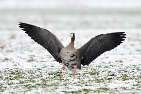 Greater White-fronted Goose (Anser albifrons) flapping on snowy field, North Rhine-Westphalia,