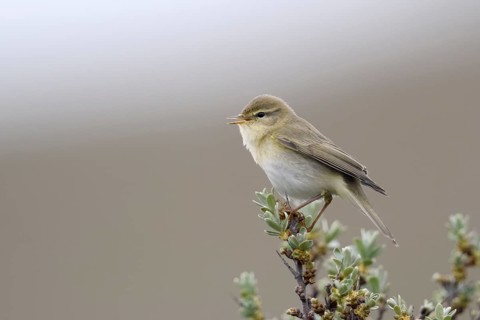 Klein, unauffällig, aber oho... Fitis *Phylloscopus trochilus* singend auf einem Sanddornbusch