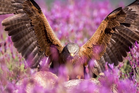 Black Kite (Milvus migrans) landing, Madrid, Spain