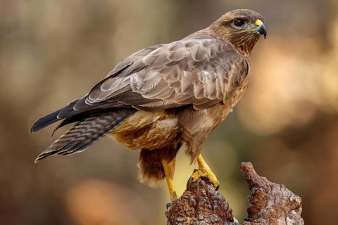 Common Buzzard (Buteo buteo), perched on a branch, Castile and Leon, Spain