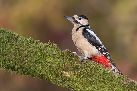Great Spotted Woodpecker (Dendrocopos major) male climbing tree, Poland