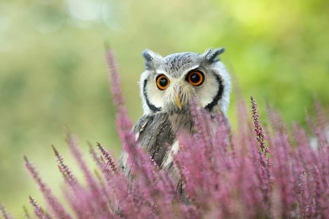 Southern White-faced Owl (Ptilopsis granti) captive, among flowers, Germany