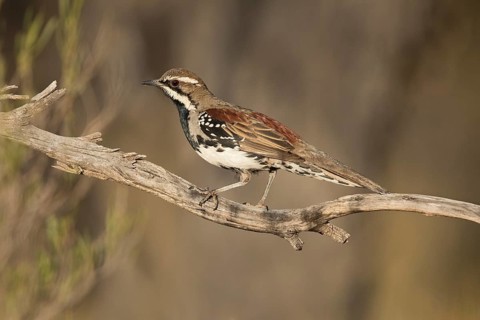 Chestnut-breasted Quail-thrush (Cinclosoma castaneothorax) male perched on a branch, Victoria,