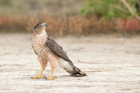 Cooper's Hawk (Accipiter cooperii) perched on the ground, Texas, USA