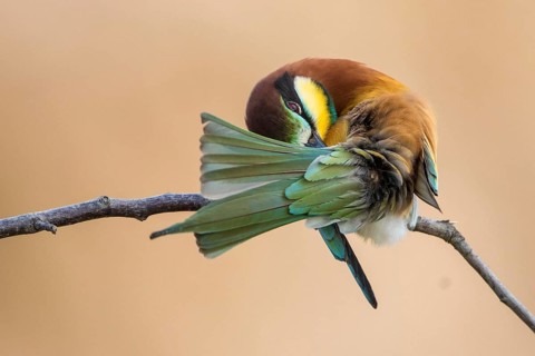 European Bee-eater (Merops apiaster) preening, Rhineland-Palatinate, Germany