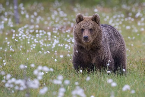 Eurasian Brown Bear (Ursus arctos) male close-up in white cottongrass, Finland