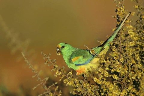 Mulga Parrot (Psephotellus varius) male, Victoria, Australia