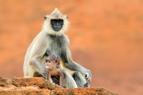 Common Langur, Semnopithecus entellus, monkey sitting in grass, nature habitat, Sri Lanka. Feeding