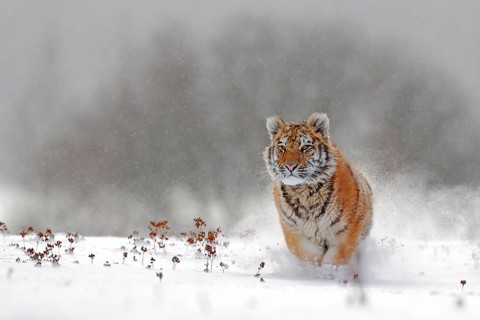 Running tiger with snowy face. Tiger in wild winter nature. Amur tiger running in the snow. Action