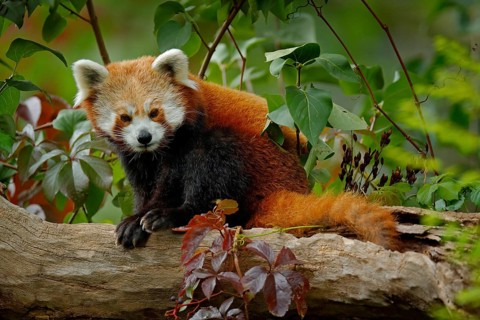 Red panda lying on the tree with green leaves. Red panda bear, Ailurus fulgens, habitat. Detail