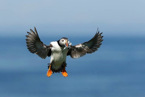 Atlantic Puffin (Fratercula arctica) incoming, carrying sandeels in bill, Farne Islands, United