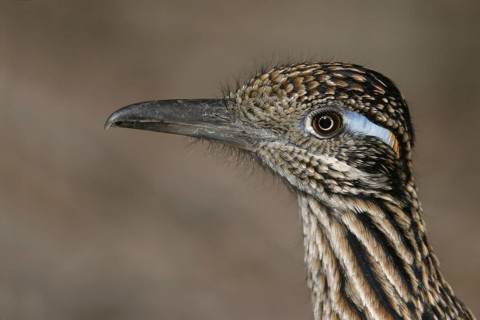 Greater Roadrunner (Geococcyx californianus), New Mexico, USA
