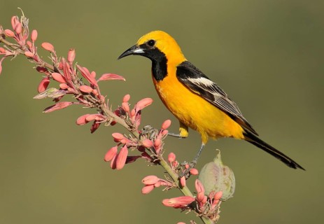 Hooded Oriole (Icterus cucullatus) male, Arizona, USA