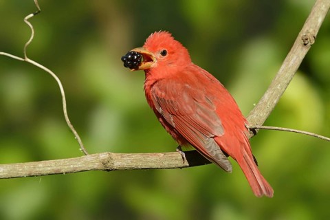Summer Tanager (Piranga rubra), Texas, USA