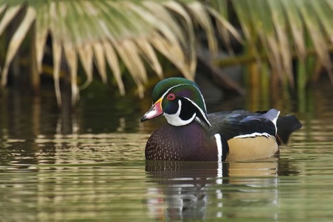 Wood Duck (Aix sponsa) male, Arizona, USA