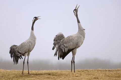 Common Crane (Grus grus) courting, Vaestergoetland, Sweden